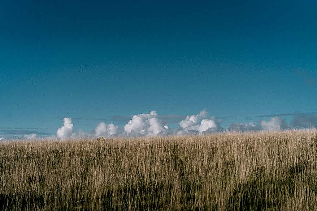 A landscape photo of a blue sky in the top 2/3 and dry grass in the bottom 1/3. There are wispy clouds on the horizon.