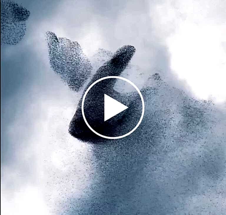 Murmuration of Starlings