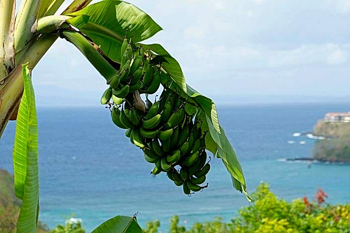 Banana tree