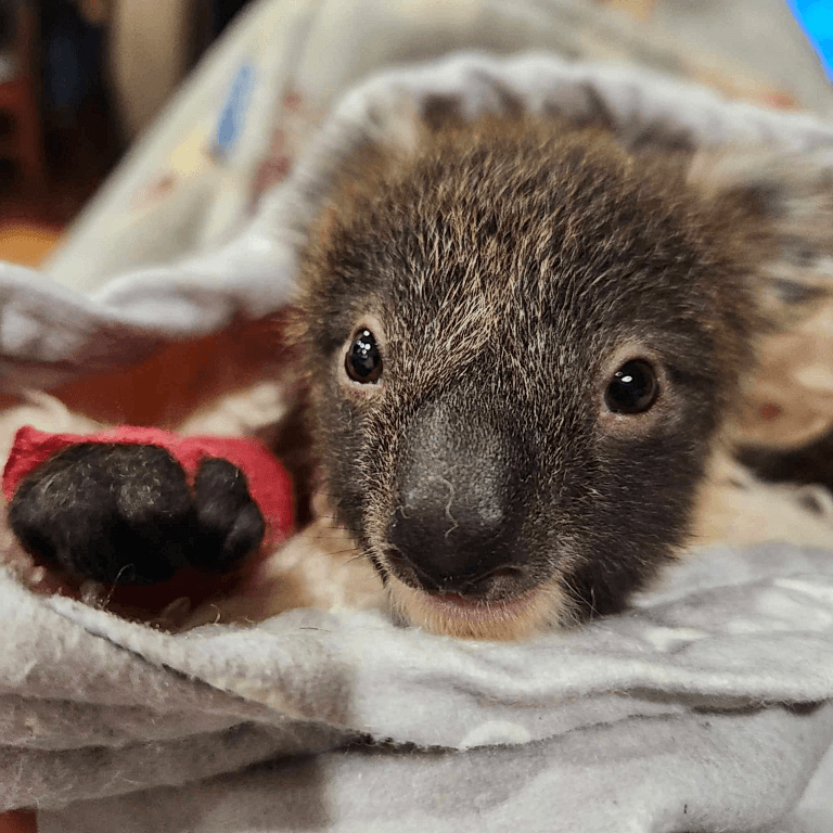 an image of a baby koala